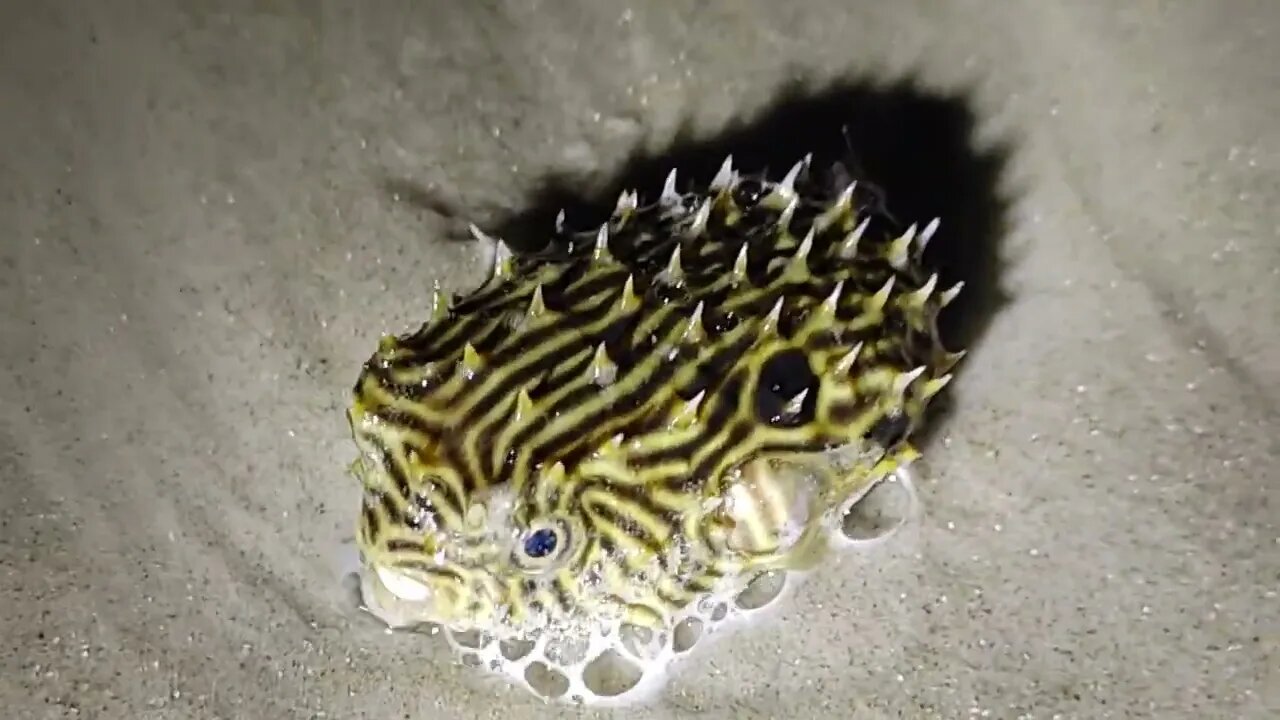 Little Pufferfish didn't want to go back home