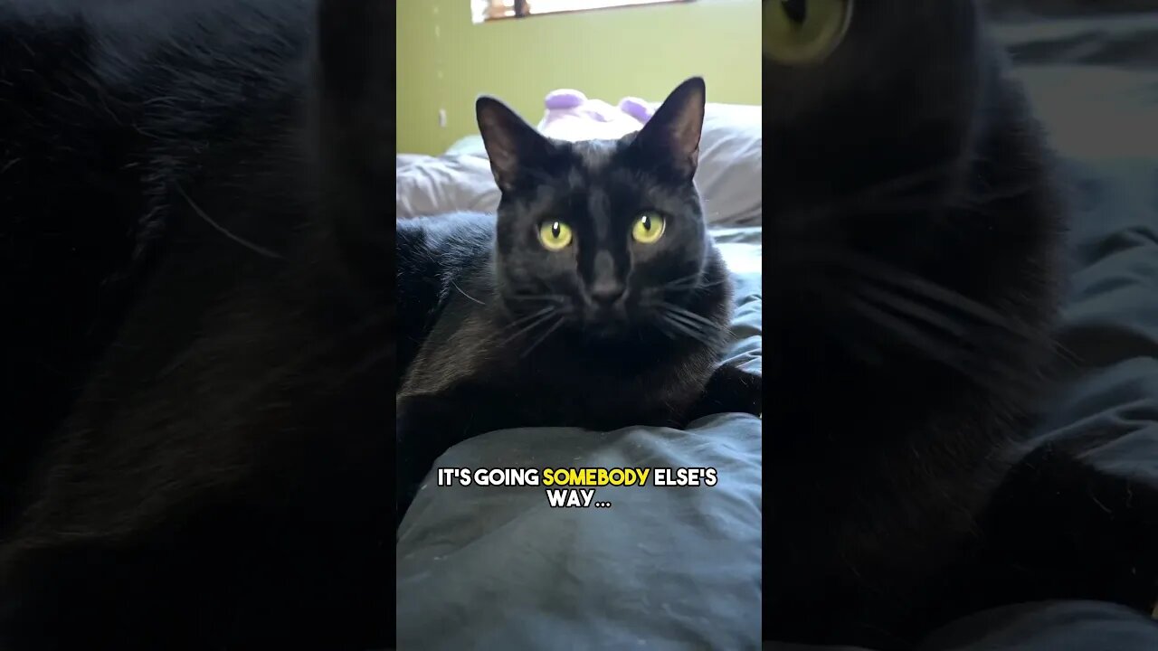 Sound advice🤷 #cat #kitten #blackcat #catlover #joke #sarcasm #darkhumour #darkhumor #leonthecatdad