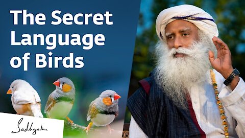 The Secret Language of Birds – Sadhguru Exclusive Preview