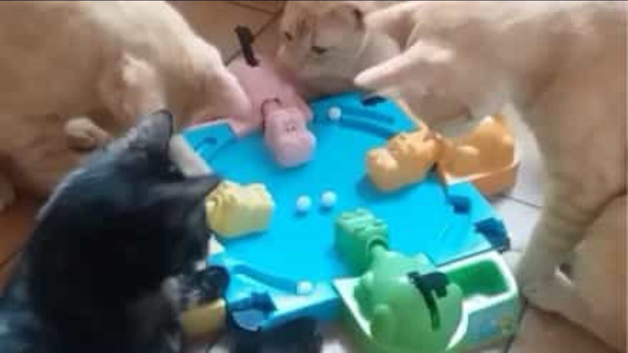 Le jeu Hippos Gloutons fait des émules... chez les chats