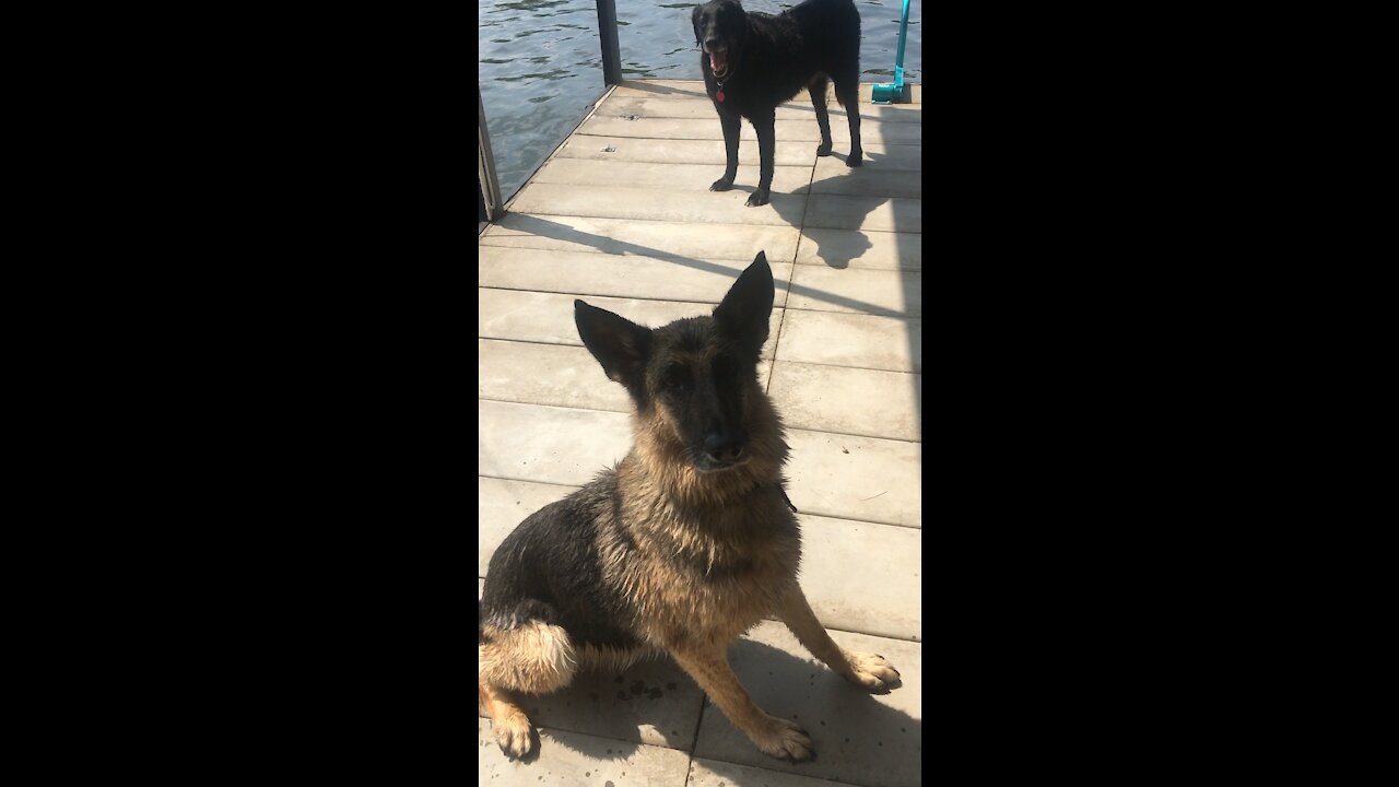 German Shepard jump n swim