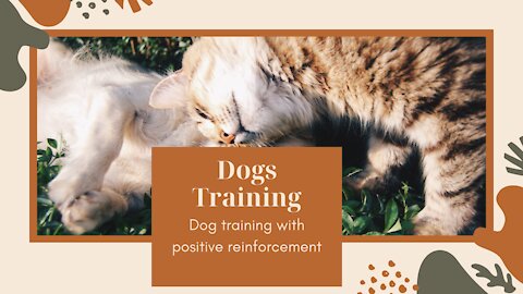 How to train your puppy not to pull on the leash- Dog training with positive reinforcement