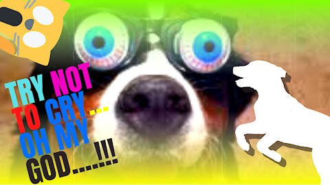 #3- 🤣Funny Dog Videos 2021🤣 🐶 It's time to LAUGH with the dog's life