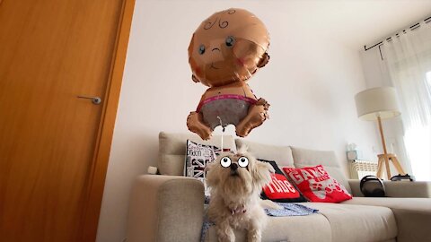 Baby FLOATING GIANT Scares my DOG 👶🏻😱 Anima Dogs