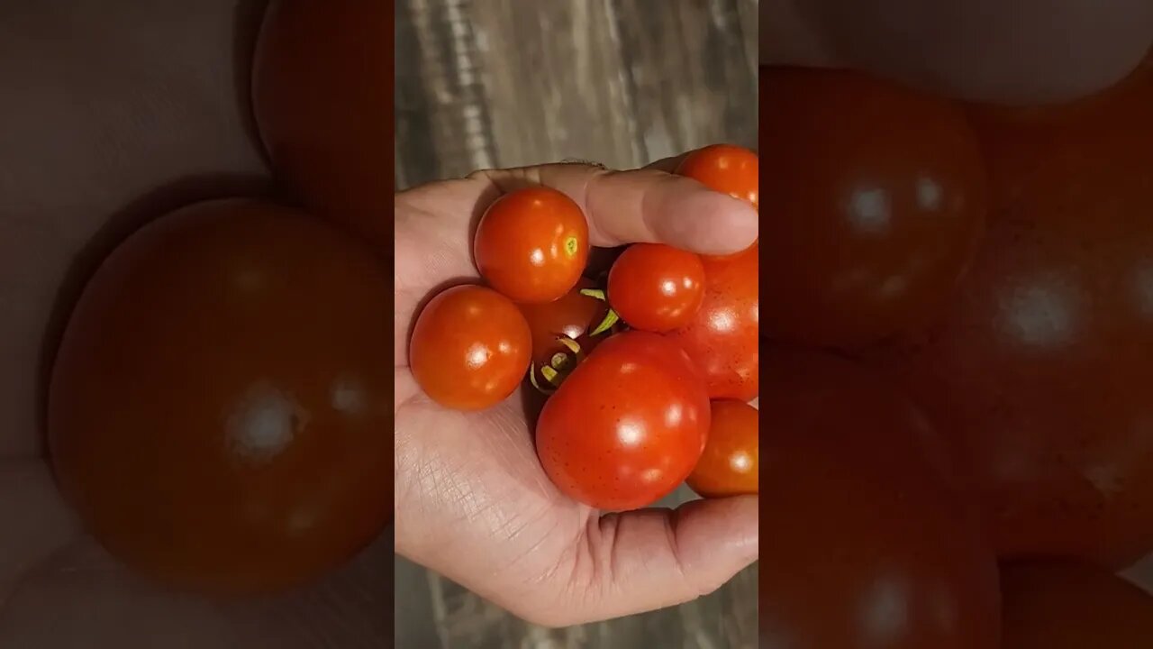 First ever tomato harvest #homestead #veggiegarden #nature #homesteading