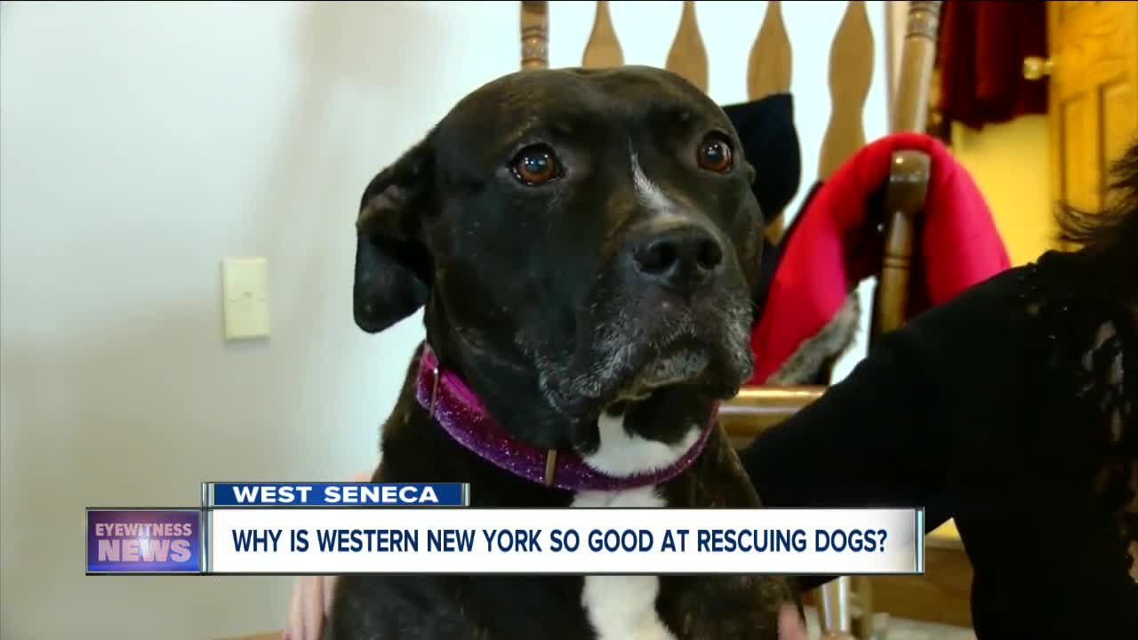 Why is Western New York so good at rescuing dogs?