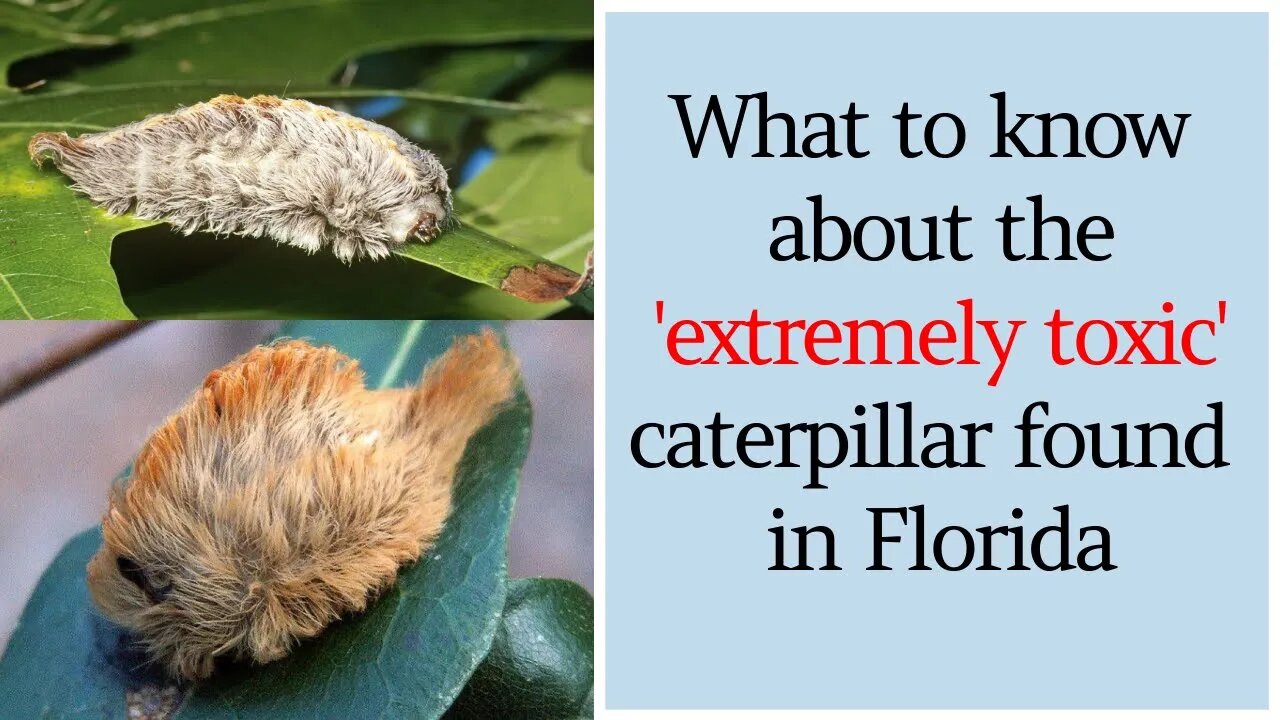 What to know about the 'extremely toxic' caterpillar found in Florida #Flannelmoth #caterpillar