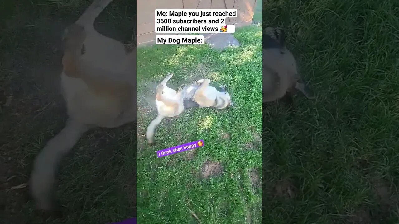 Maple Gets A Hollywood Star Next Week