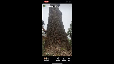 Large oak coming down with precision