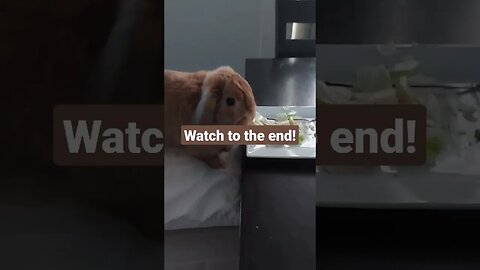 When Your Bunny Wants To Eat At The Table!!!