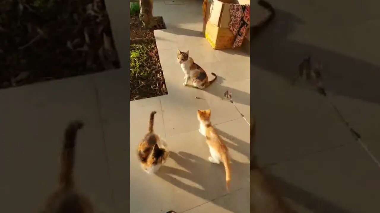 Cute Kittens playing #shorts #kitten #catvideo #funnycat #1