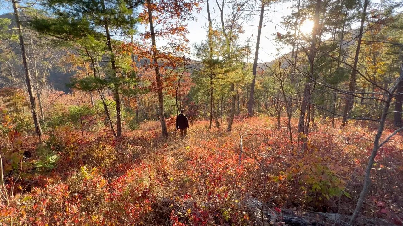 The new Cabin site is DREAMY - OffGrid Cabin Build