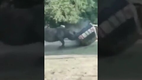 Rhino flips car like a Tonka truck! #funnyanimals #chrisfarley #davidspade #rhino #moviequotes