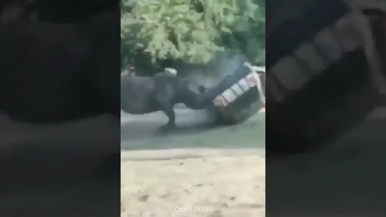Rhino flips car like a Tonka truck! #funnyanimals #chrisfarley #davidspade #rhino #moviequotes
