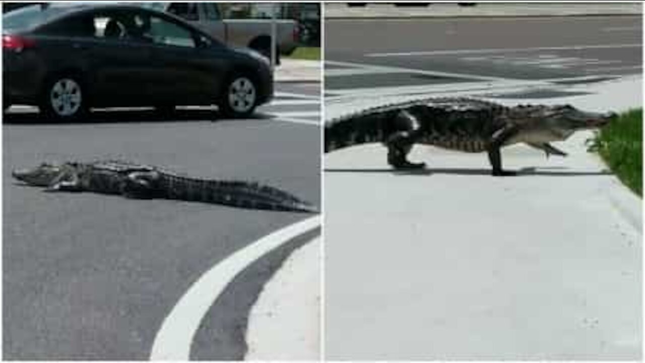 Alligatore in mezzo alla strada in Florida
