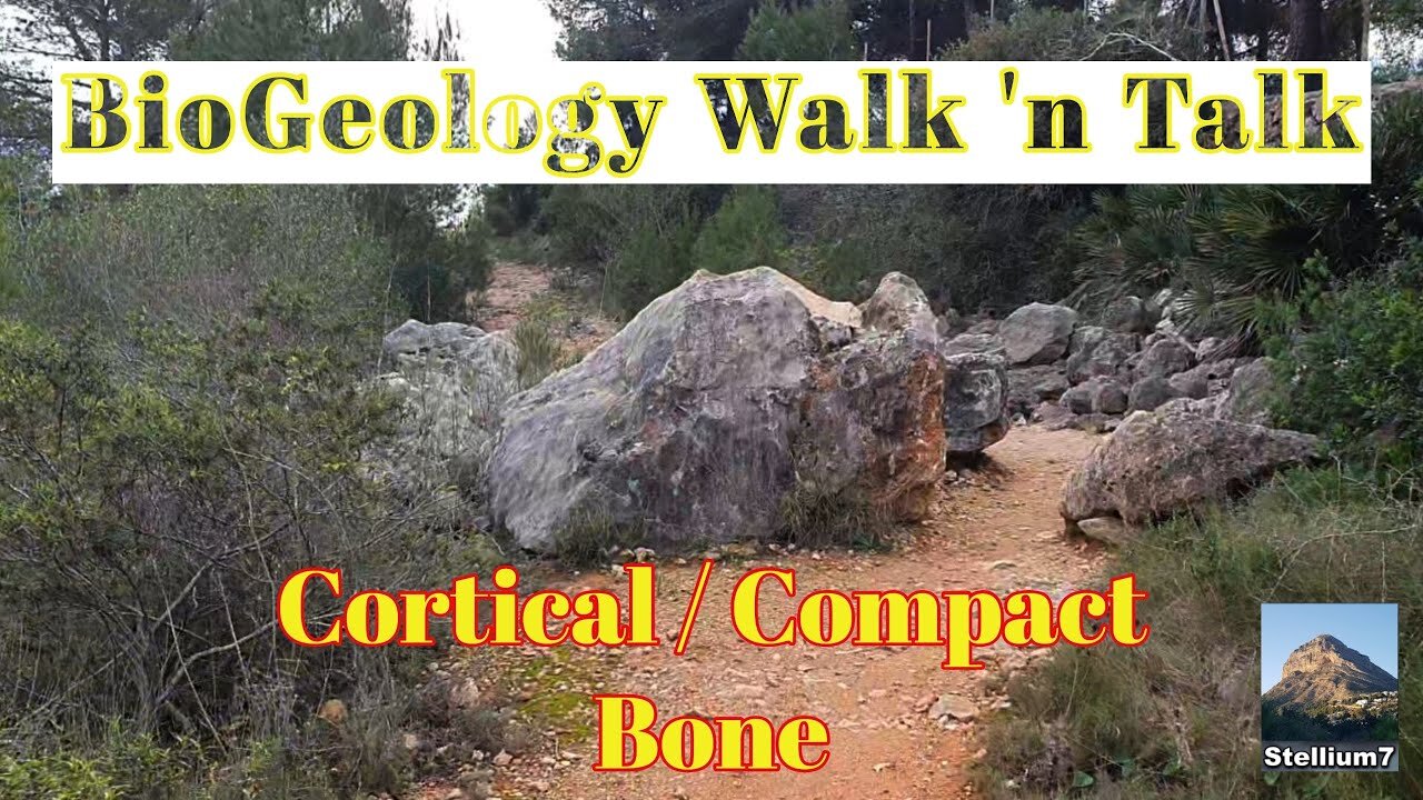 BioGeologia Cammina e parla - Osso corticale/compatto