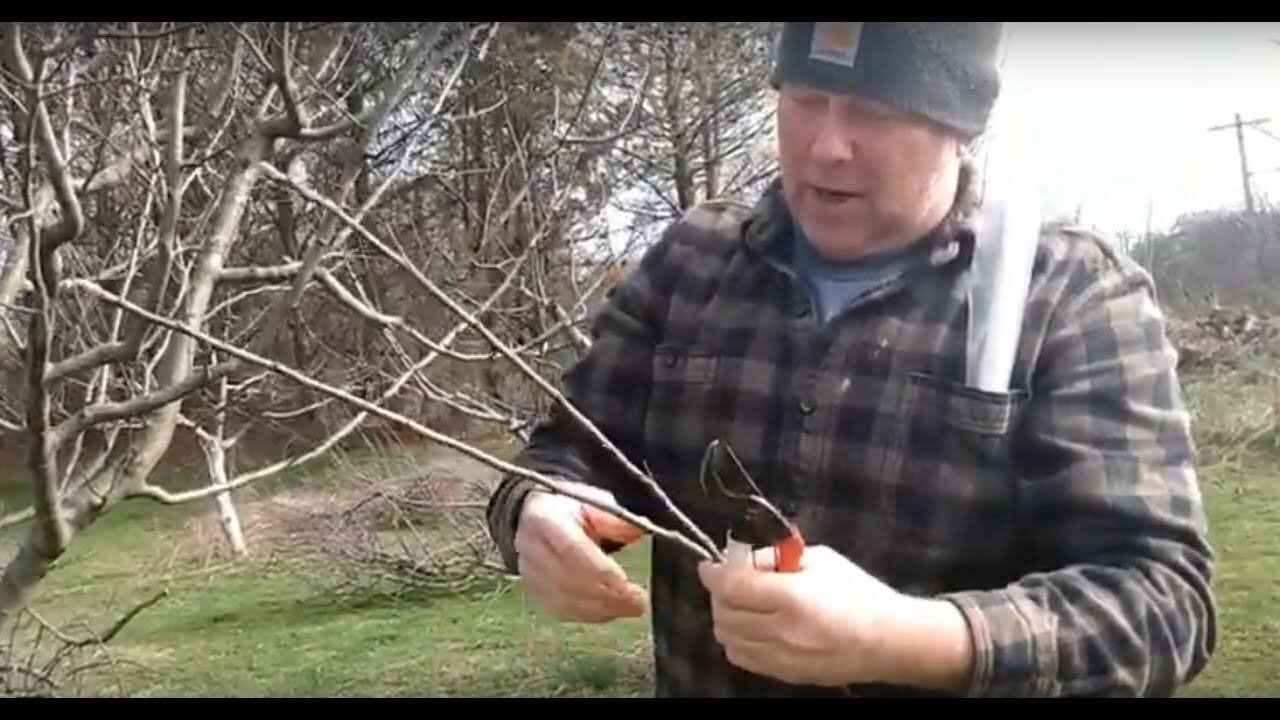 HOW TO SELECT AND STORE APPLE SCIONWOOD FOR GRAFTING