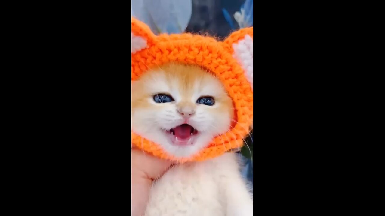 cute cat