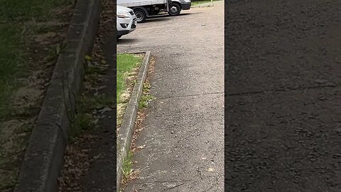 How close can I be to the pigeon before it flies away??