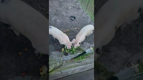 Pig Salad Bar! #pigs #pig #pigfarmvideo #gardens #polksaladannie #elvispresley #shorts