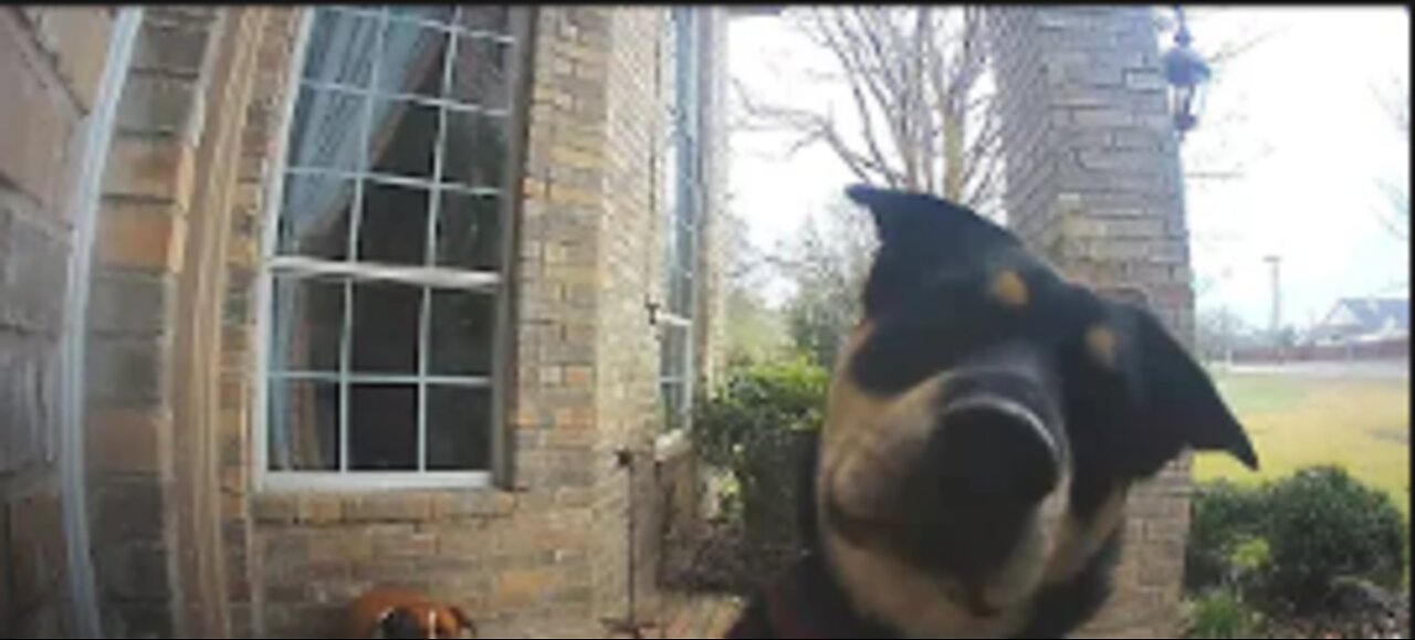 Family Dogs Learn to Use Ring Video Doorbell to Get Owner’s Attention | RingTV