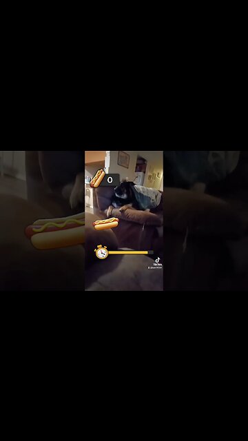 Bella loves her Hot dogs 🌭 #dog #doglover #bella #puppy #cutedog #cutepets