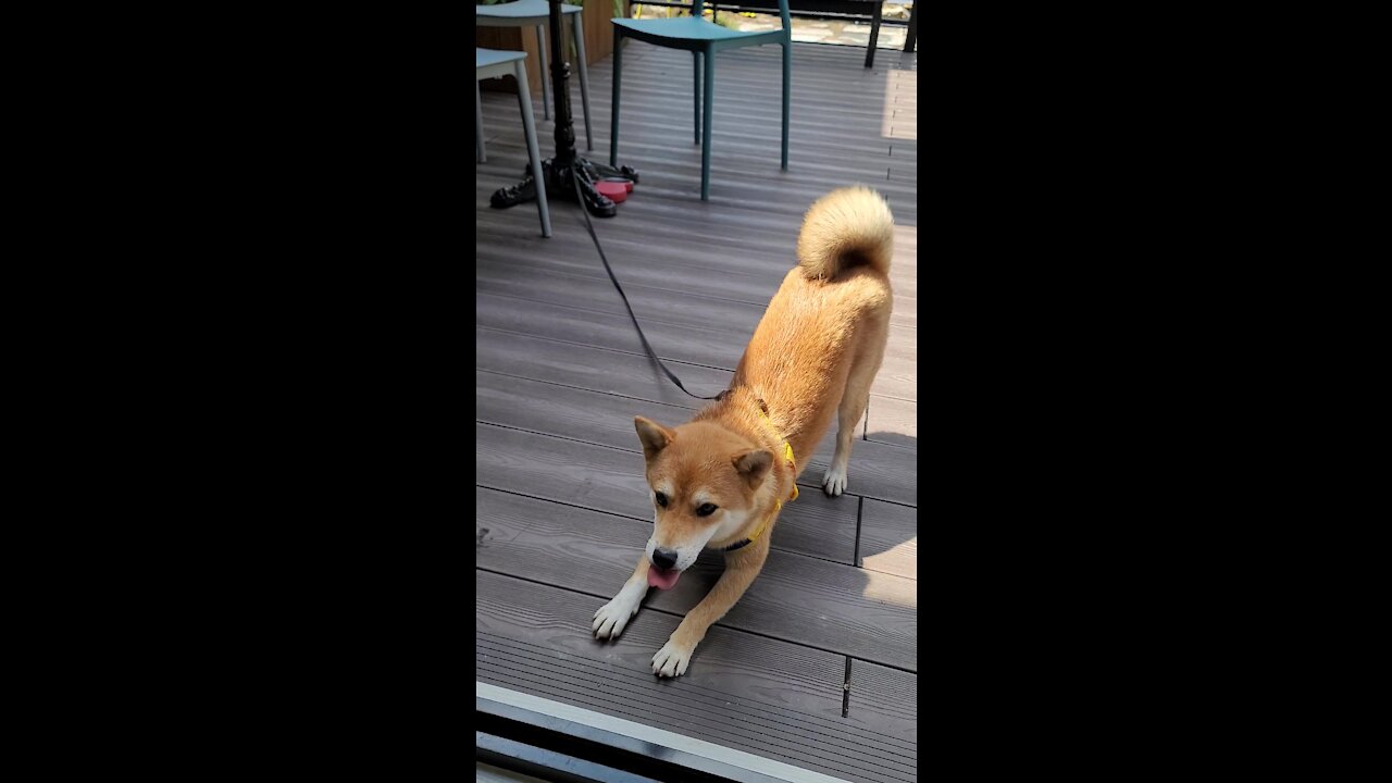 Shiba Inu Wants To Play