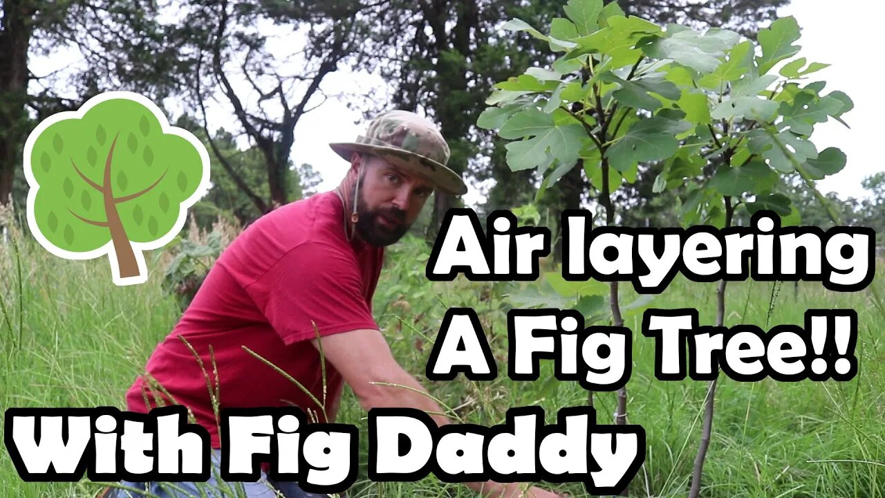 Air Layering A Fig Tree//How To//Food forest//permaculture//propagating Fruit trees//