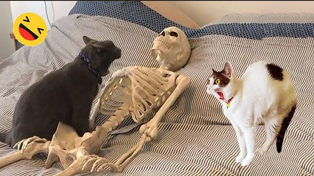 Funny Dogs And Cats Videos 2023 😅 - Best Funniest Animal Videos Of The Month #9