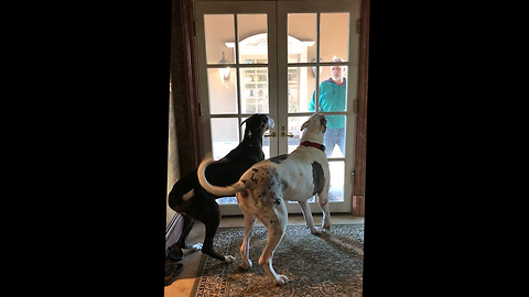 Great Danes go Wild and Crazy Greeting their Dad