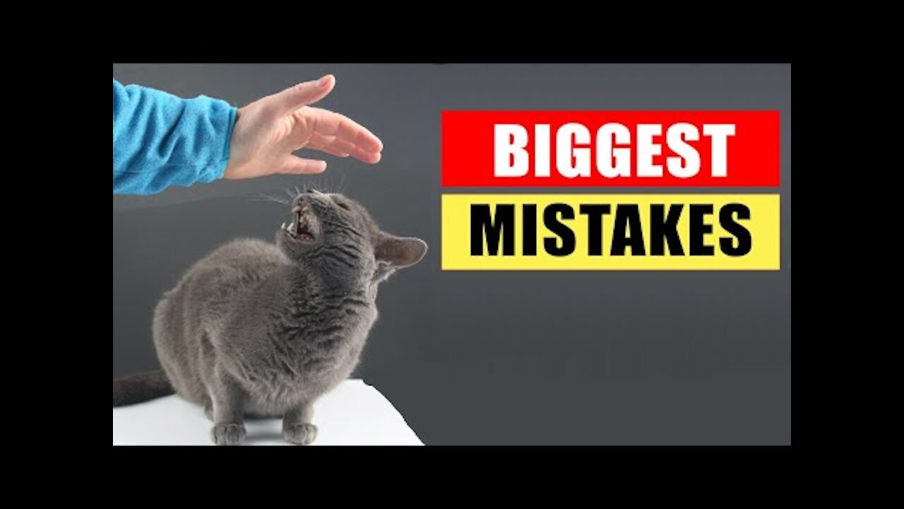 20 common mistakes cat owner make