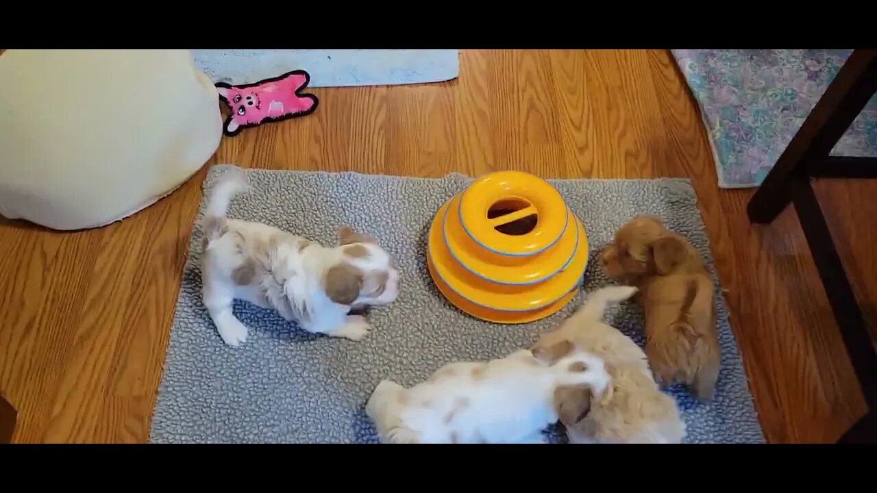 W Litter - Kitchen Time(3)