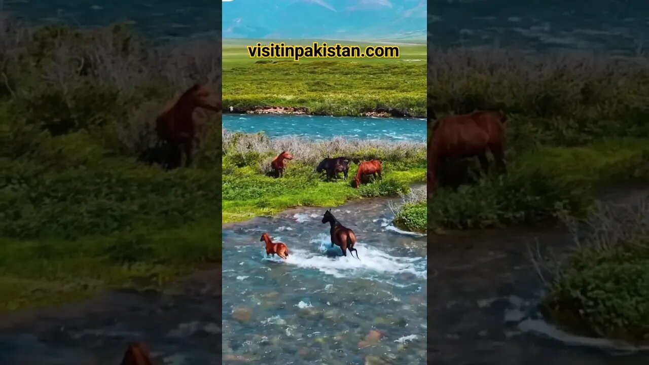 The Decent Walk of Beautiful Horses #viral #youtubeshorts #kamalkavlog #shorts #trending #horse