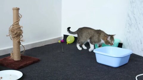 Cat Is in His Toy Corner
