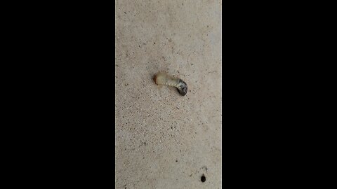 found a weird bug in the dirt