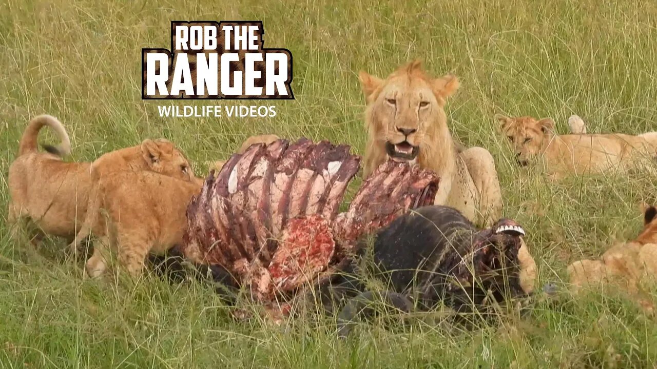 Lion Cubs With A Buffalo Meal | Maasai Mara Safari | Zebra Plains