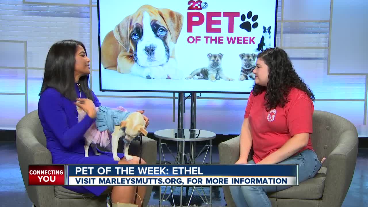 Pet of the Week: Ethel chihuahua mix