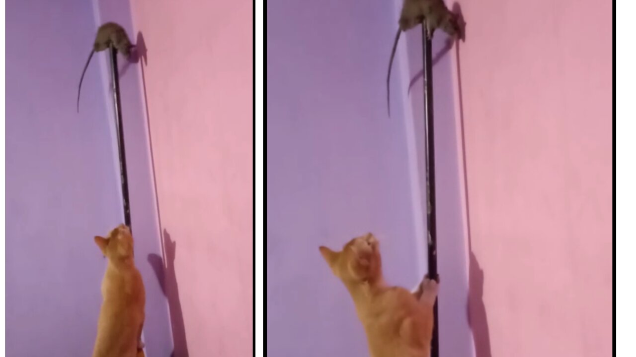 Adorable kitty is crying to catch the mouse