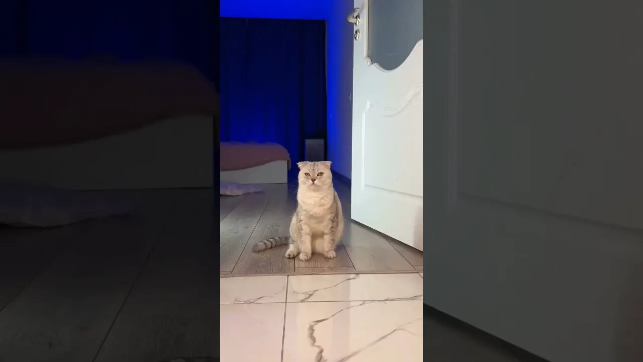 cat pat danger#cat #shorts