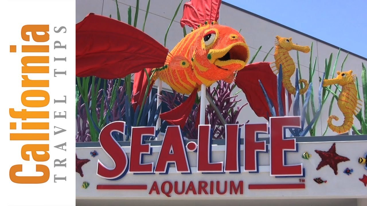 Sea Life Aquarium Travel Guide | San Diego | California Travel Tips