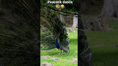 peacock dance🤣😂2023