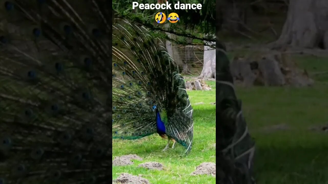 peacock dance🤣😂2023