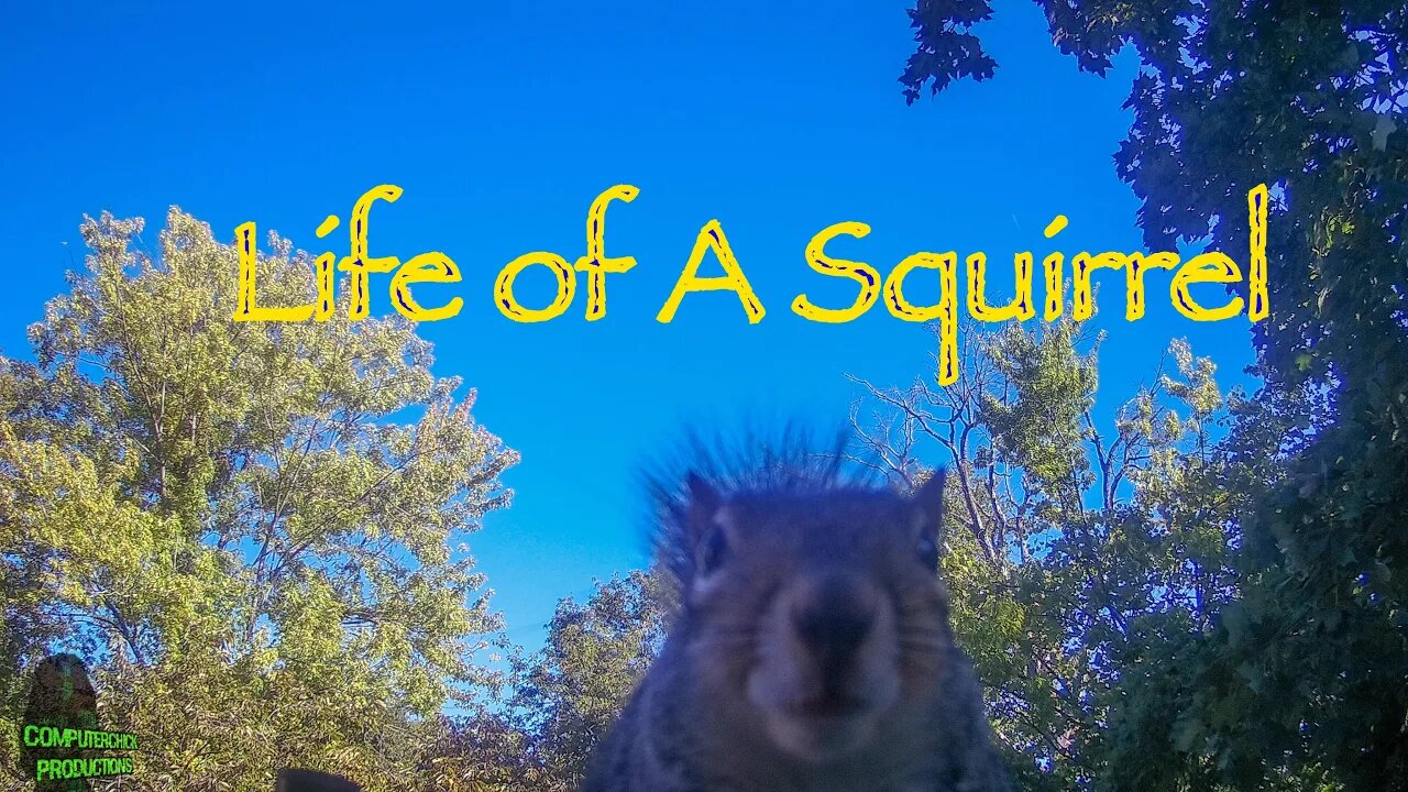 Squirrel Cam 9: The Life of a Squirrel