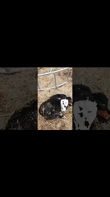 Day 15: 30 days of #calving ! #cattle #farm #farmlife #ranch #ranchlife #calf #cow