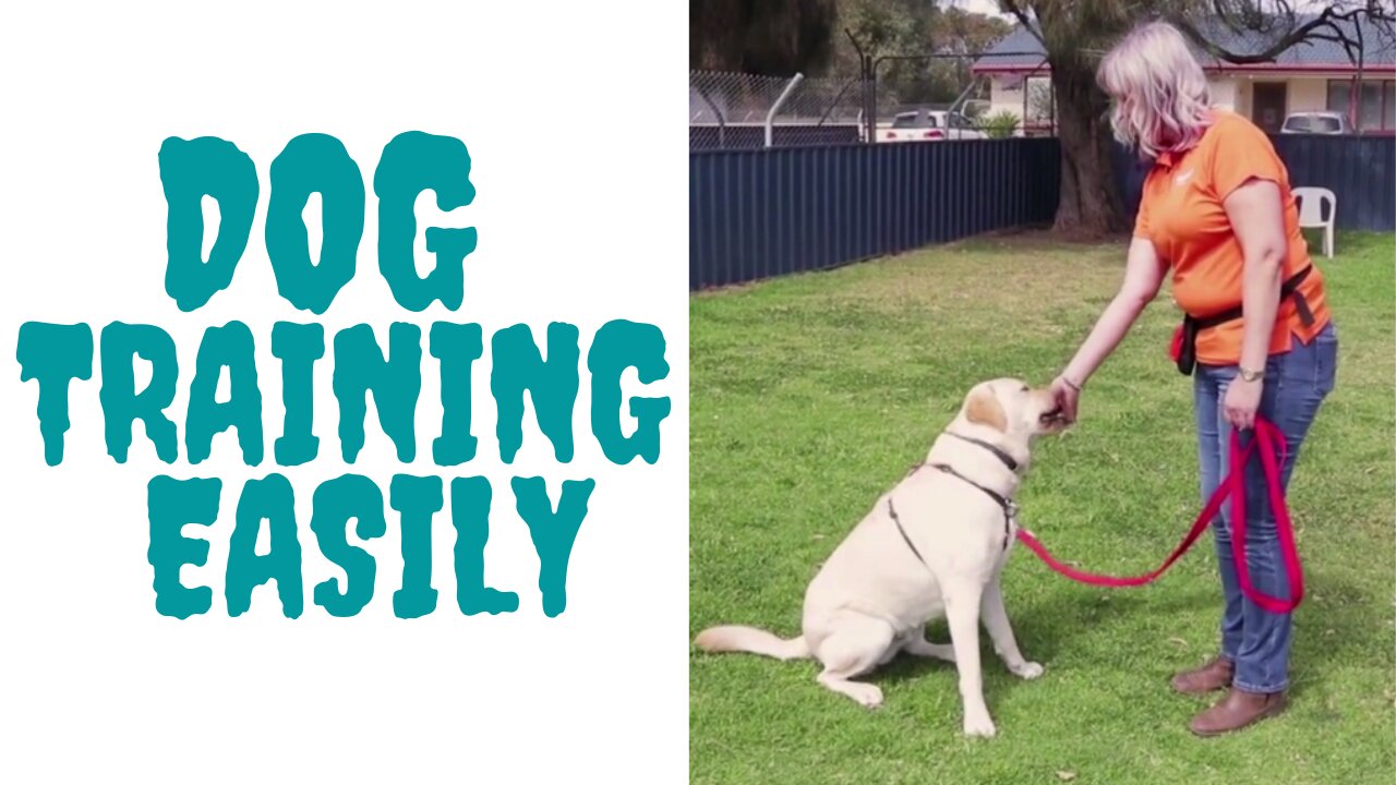 Dog Training Easily