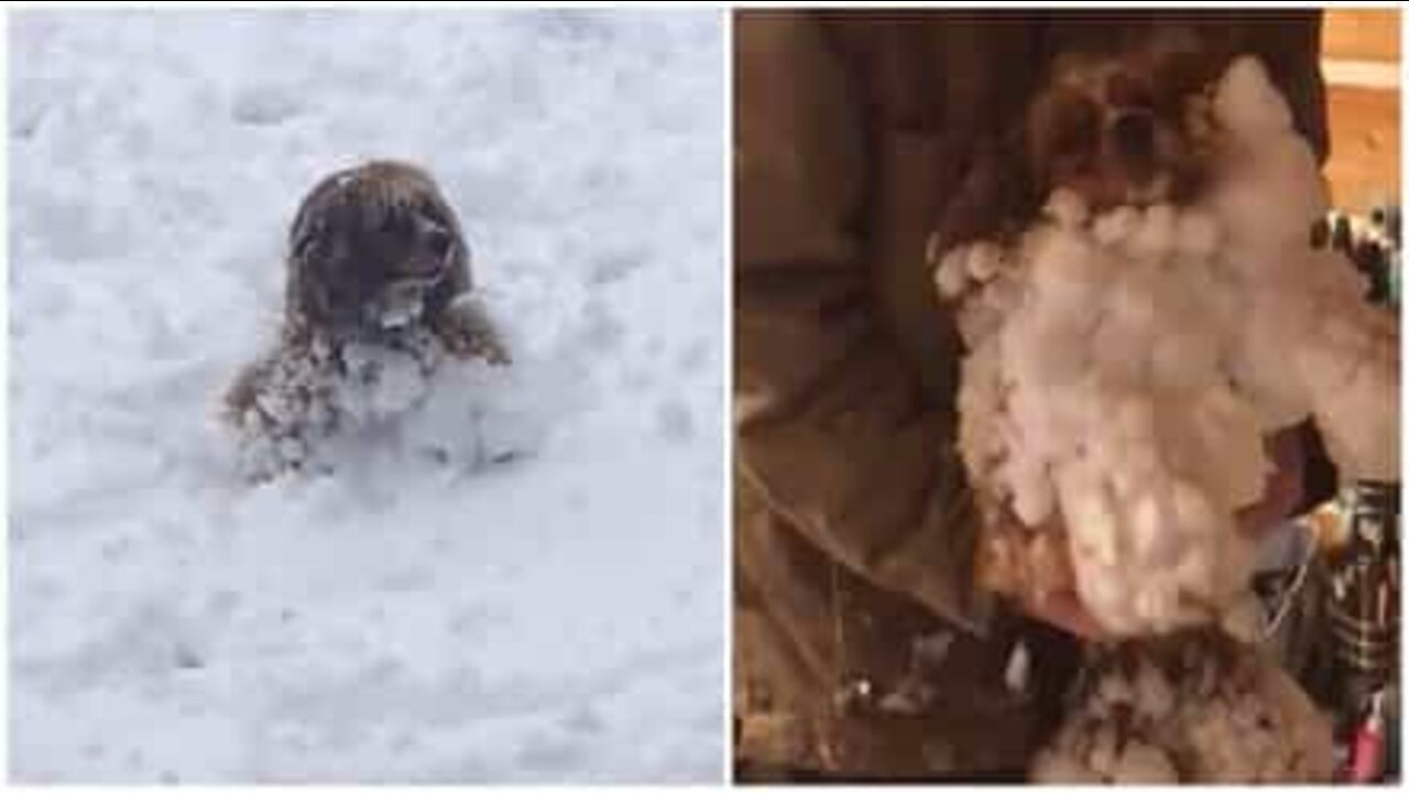 雪だるまになりたい犬