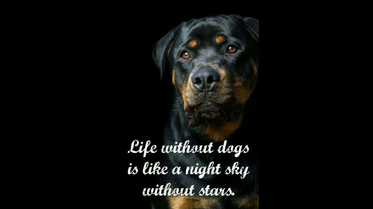 Life Without Dogs Is Like A Night Sky Without Stars