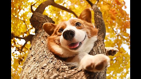 Corgi Pups Explore The World On Their Tiny Legs | Too Cute!