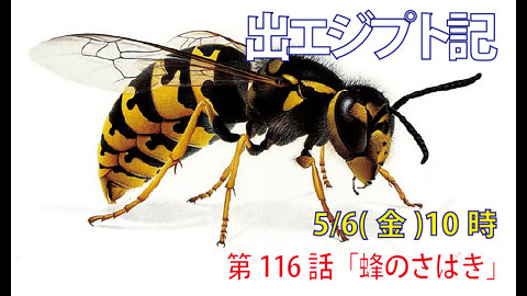 ｢蜂のさばき｣(出23.25-30)みことば福音教会2022.5.6(金)