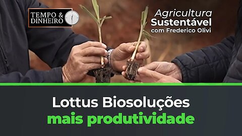 Lottus trazendo mais produtividade para cana